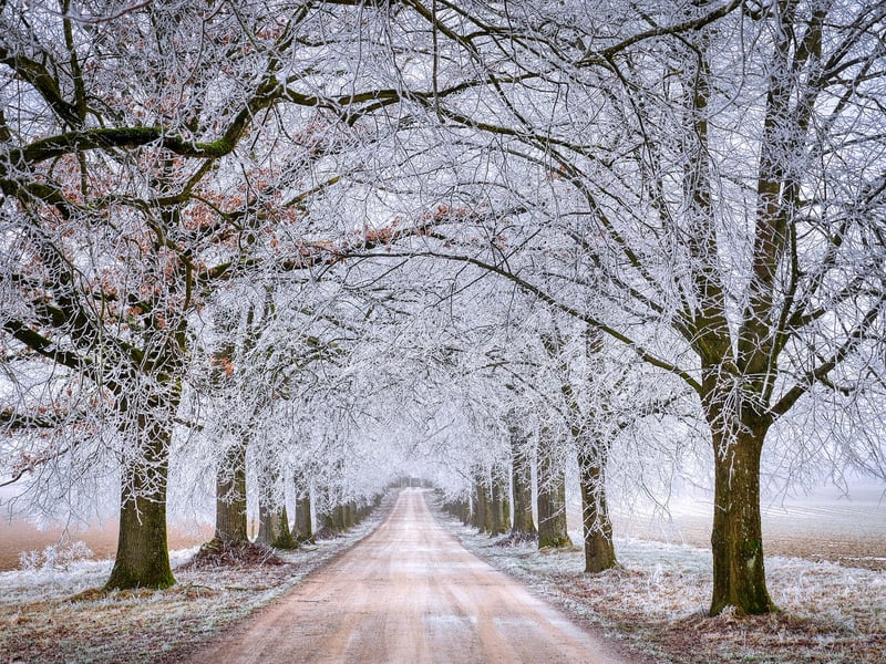 Forest Path